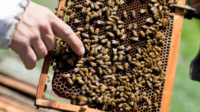 Un hombre muri tras ser picado por un enjambre de abejas