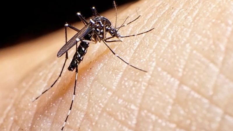 Dengue: 14 provincias argentinas presentan "circulacin viral"