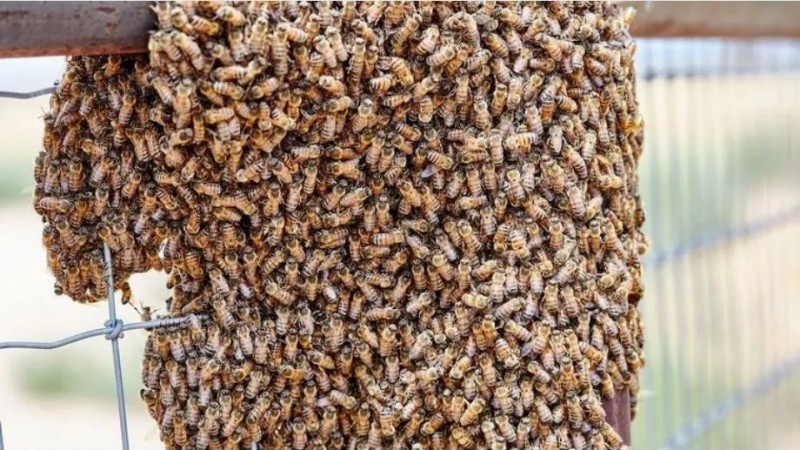 Muri un hombre picado por un enjambre de abejas en Crdoba