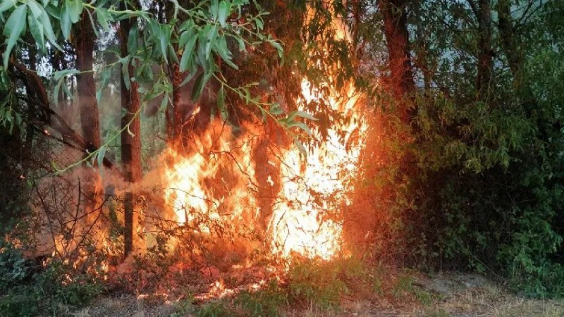 Bomberos actan rpidamente para evitar desastre: extinguen incendio en arboleda de Hotel Los lamos