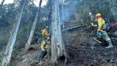 Incendio en el Parque Nahuel Huapi: siguen los trabajos y advierten por la caída de árboles de gran tamaño