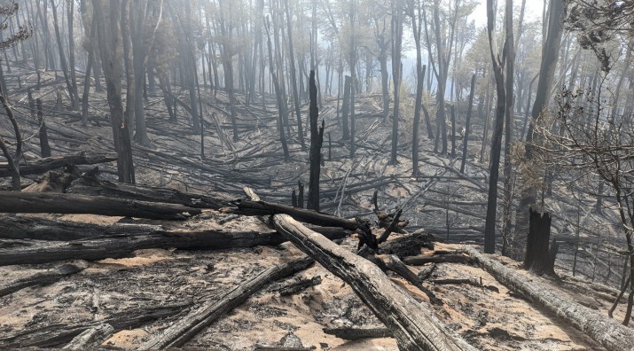 El incendio Arroyo Cretn-Brazo Tristeza ya consumi unas 585 hectreas (APN)