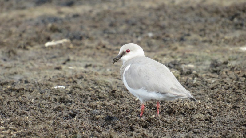 Ave patagnica: reconocen globalmente al Chorlito  ceniciento como especie en peligro