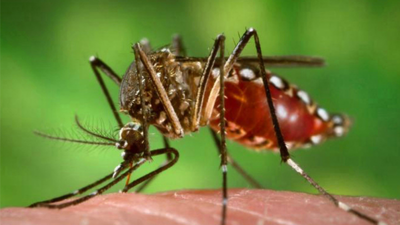 Especialistas indican que el dengue "se est volviendo una enfermedad endmica en todo el pas"