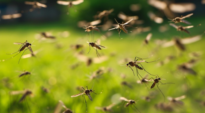 INTA: proponenen la piscicultura para combatir a los mosquitos