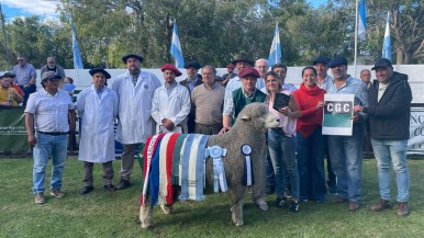 Éxito ovino en la 91ª exposición ganadera: La Josefina se corona como gran campeón corriedale