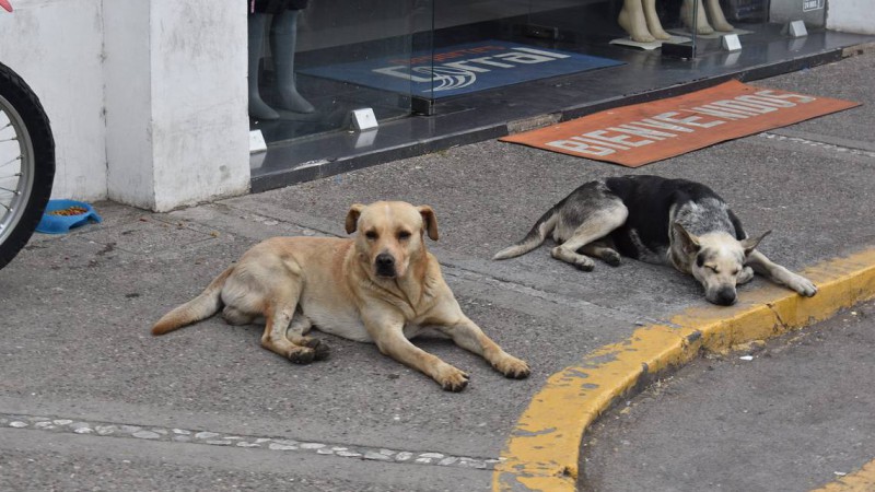 Conmocin: murieron al menos cien perros en un envenenamiento masivo 