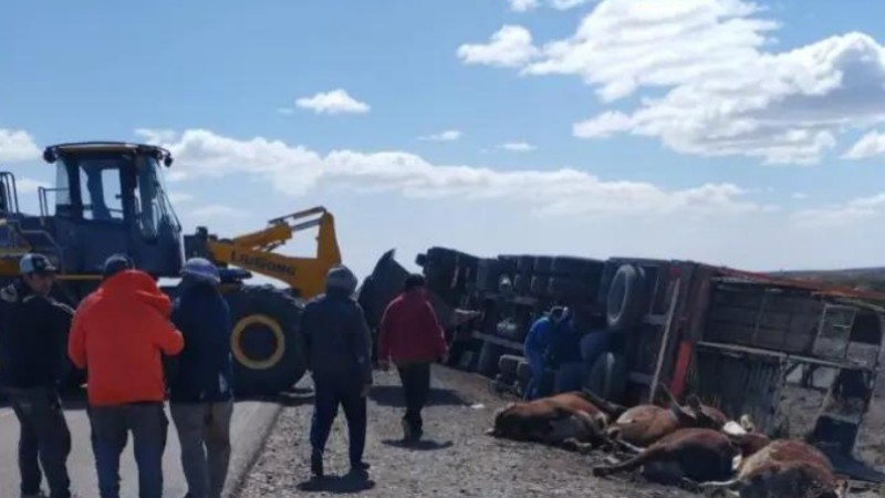 Ruta 3: volc un camin que transportaba 50 animales bovinos