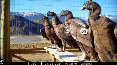 Las aves serán monitoreadas para su conservación 