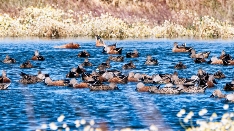 Censo de aves en el Calfate: identificaron ms de 50 especies