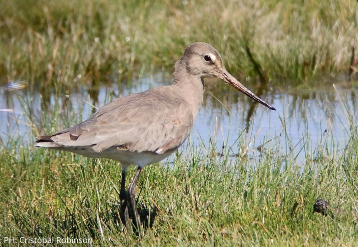 Censo de aves en el Calfate: identificaron ms de 50 especies