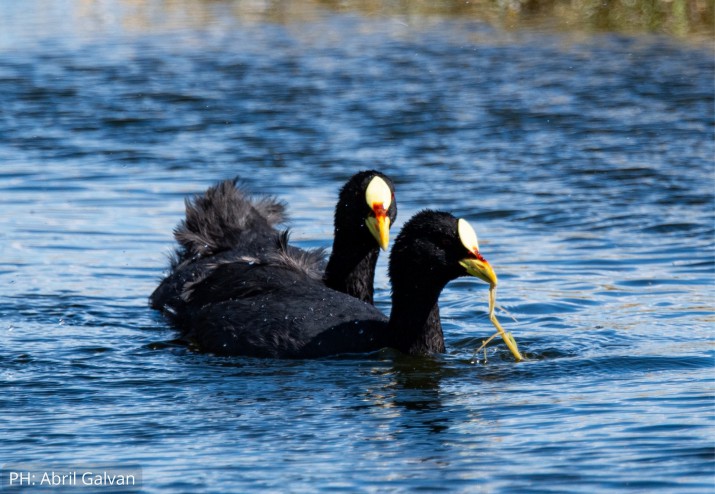 Censo de aves en el Calfate: identificaron ms de 50 especies