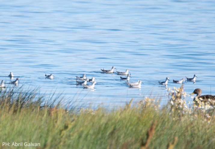 Censo de aves en el Calfate: identificaron ms de 50 especies