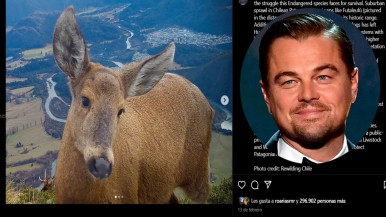 Leonardo DiCaprio alzó la voz por el huemul: urgente llamado mundial a la conservación del ciervo patagónico