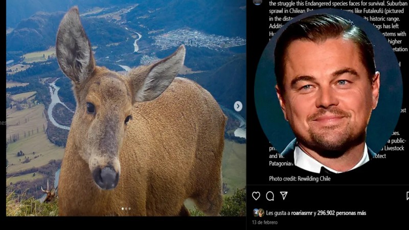 Leonardo DiCaprio hizo un llamado por la conservacin del Huemul