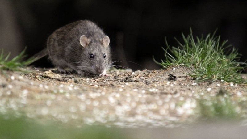 Fallece docente de 31 aos de la Comarca Andina tras contraer Hantavirus