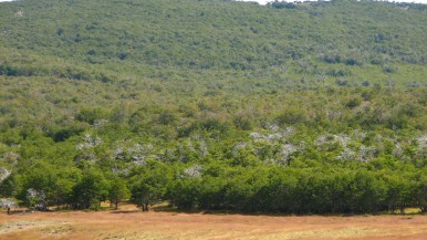 Se publicó el Mapa de tipos de vegetación de Santa Cruz y su relación con los servicios ecosistémicos, las reservas de carbono del suelo y la biodiversidad