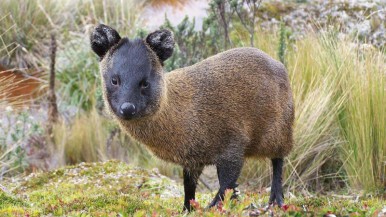 Descubren un nuevo mamifero en Perú