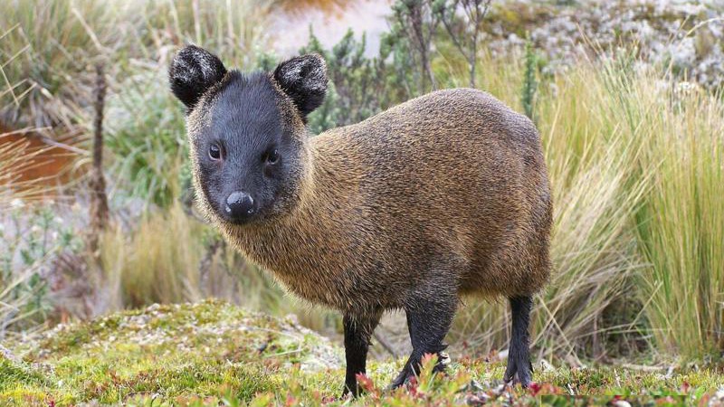 Descubren un nuevo mamifero en Per