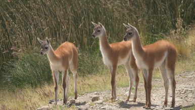  Incorporaron el guanaco a una lista internacional para su conservación