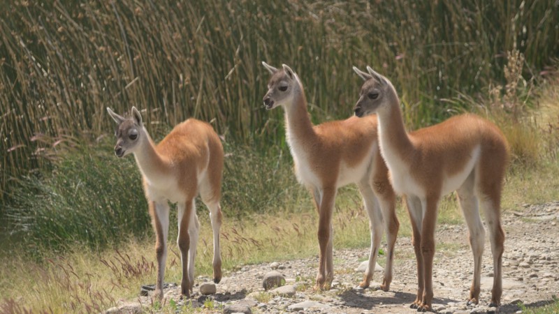 Los guanacos  pasan a una lista internacional para su conservacin