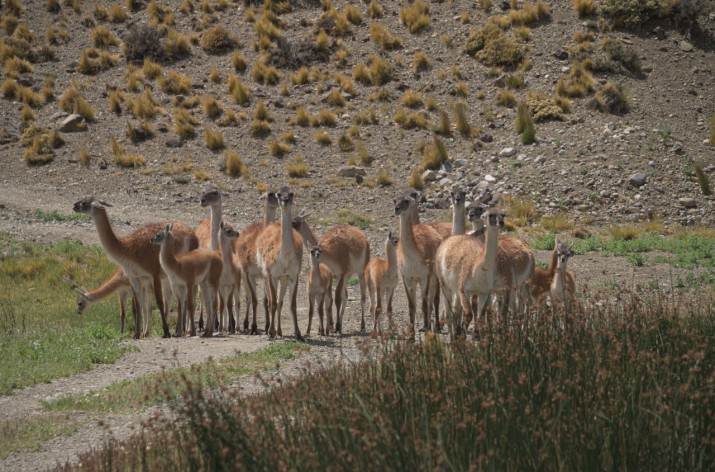  Incorporaron el guanaco a una lista internacional para su conservacin