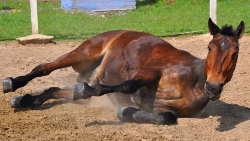 Encefalomielitis equina en Chubut