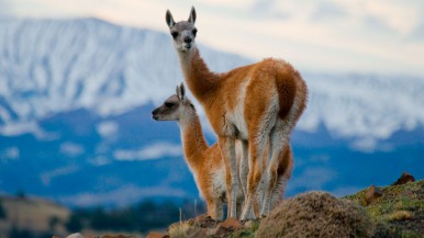 Cazador de Guanacos en Parque Nacional: Decomisan arma y aplican sanción millonaria