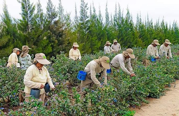 Se conoci la primera lista de alimentos importados: traern yerba de Brasil y lcteos de Uruguay