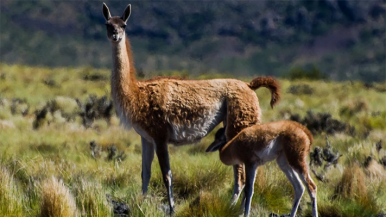 El guanaco habita en Patagonia 