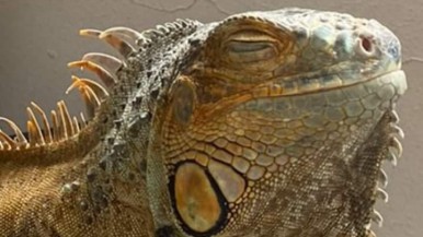 Apareció la iguana Elvis, la mascota que era intensamente buscada por vecinos de Río Gallegos 