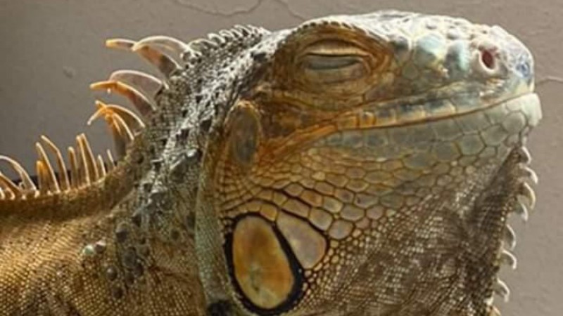 Apareci la iguana Elvis, la mascota que era intensamente buscada por vecinos de Ro Gallegos 