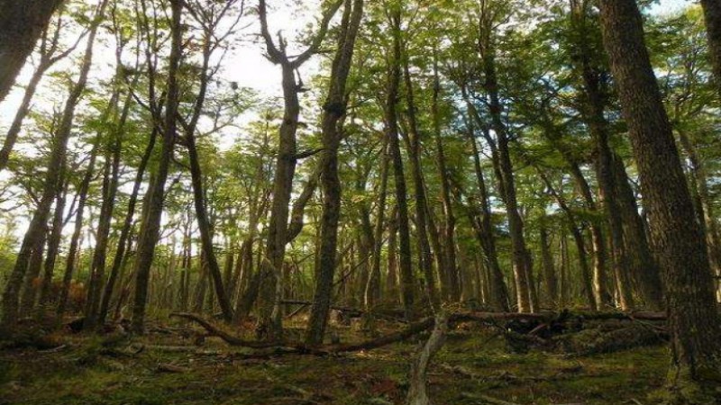 Almacenamiento de carbono en bosques nativos: clave en la mitigacin del cambio climtico