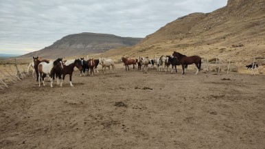 El Calafate: operativo de seguridad secuestró  21 equinos 