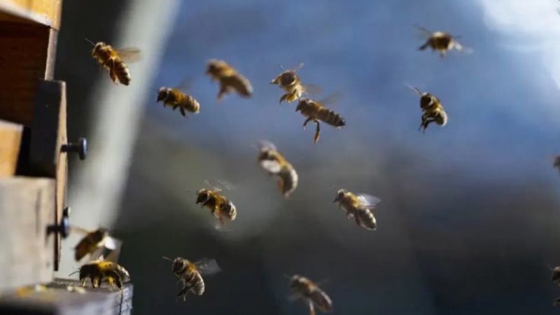 Un hombre con discapacidad cruzaba un puente y fue atacado por abejas asesinas