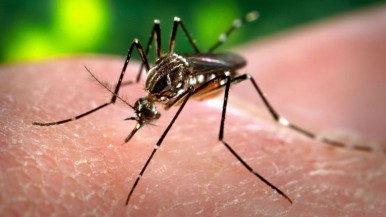 El Conicet advierte que el mosquito del dengue sobrevive bajo el agua