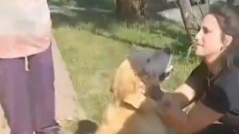 Indignante: policas rescataron a un perro que su duea llev a faenar a una carnicera