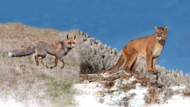 Zorro y puma, además de guanaco entre las especies para caza deportiva 