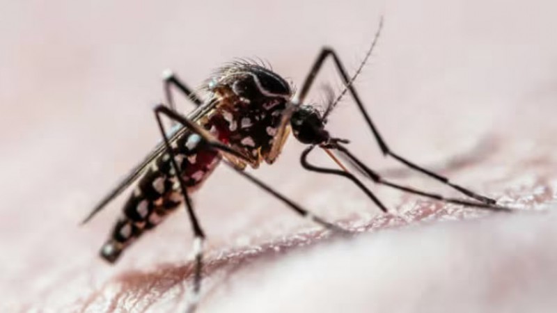 El Aedes aegypti es una de las especies de mosquitos responsable de infectar cada ao a ms de 400 millones de personas en todo el mundo con virus como el dengue.