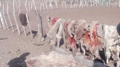 Operativo contra el Abigeato: recuperaron más de 100 ovejas robadas de un campo