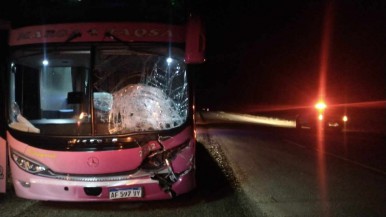 Santa Cruz: un colectivo impactó contra un guanaco en la Ruta Nacional N° 3