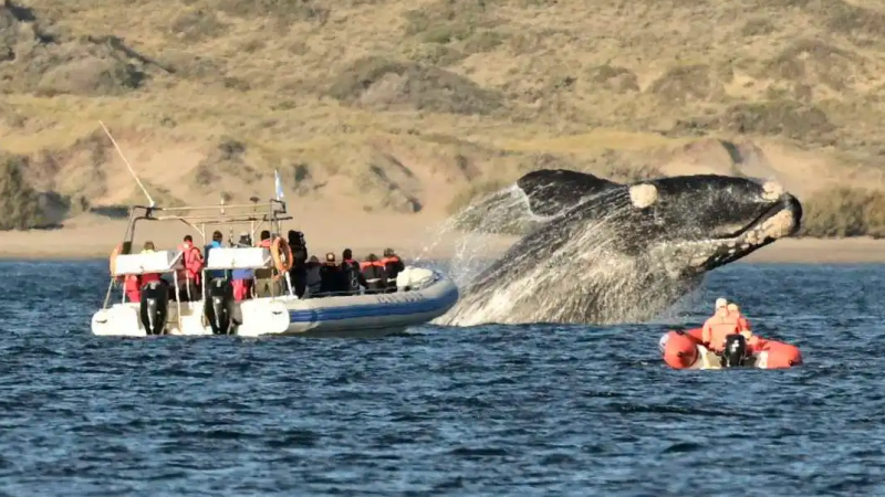 Aumentaron los precios para avistar ballenas. 