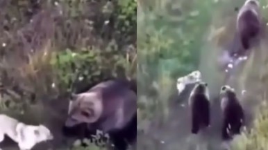 Video: buscaban a su perro con un dron y lo encontraron jugando con un oso