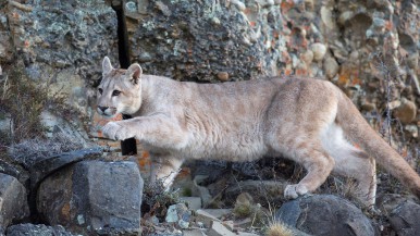 El puma, una de las especies incluidas en la caza deportiva 