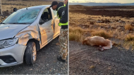 Embistió un guanaco camino al aeropuerto de El Calafate