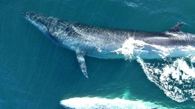 Ballenas en Chubut: investigan una nueva especie