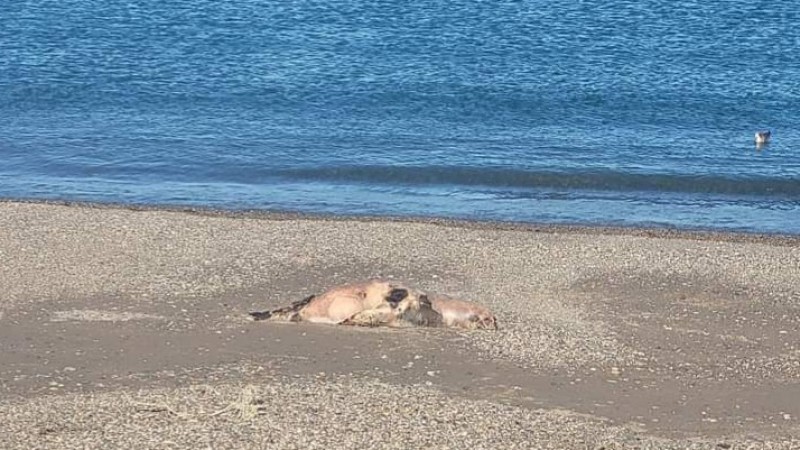 Preocupa la aparicin de lobos marinos muertos en las costas de Puerto Deseado