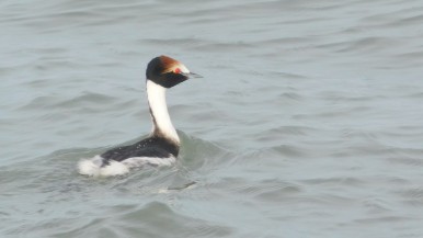 El Macá Tobiano, especie endémica de Santa Cruz 