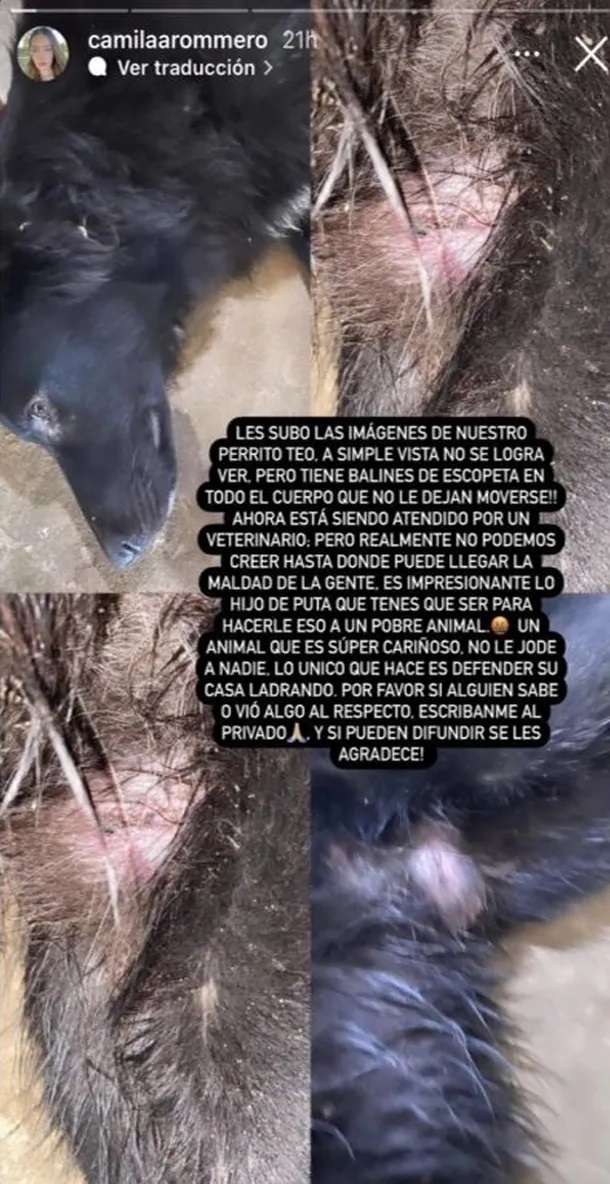 Balearon a la mascota de Coty Romero: piden ayuda para encontrar al agresor