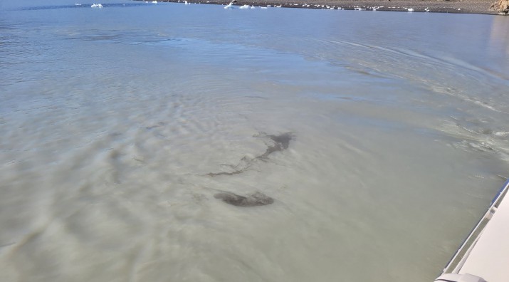 Nuevamente denuncian contaminacin por hidrocarburo en el Lago Argentino